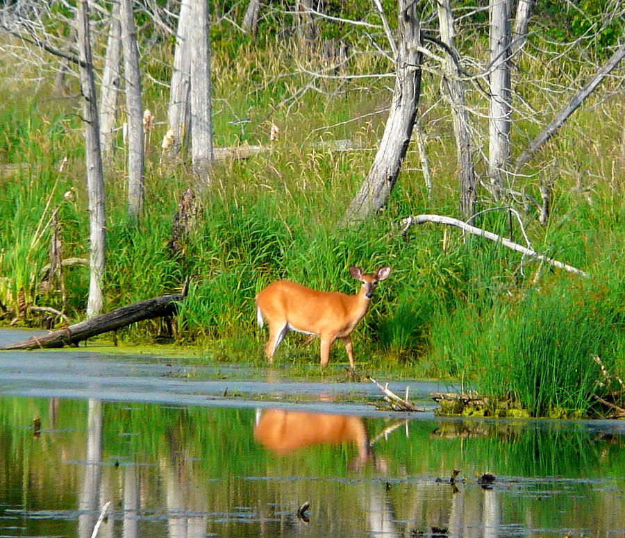 Deer Photograph - Summer Stroll by Elizabeth Holland