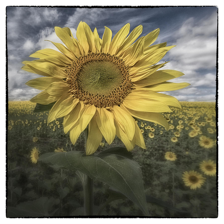Flower Photograph - Summer Sun by Robert Fawcett