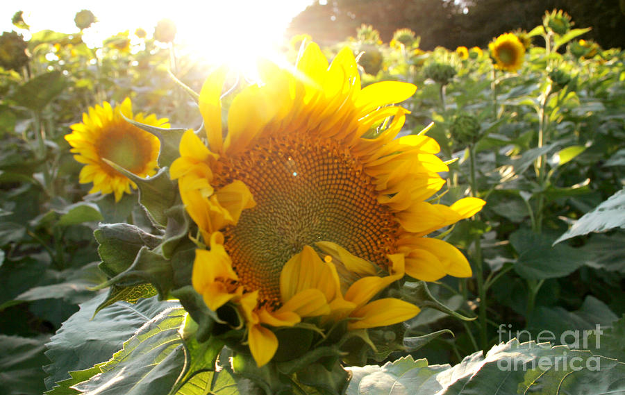 Sunflower Photograph - Summer Sun by Stephanie  Buckley
