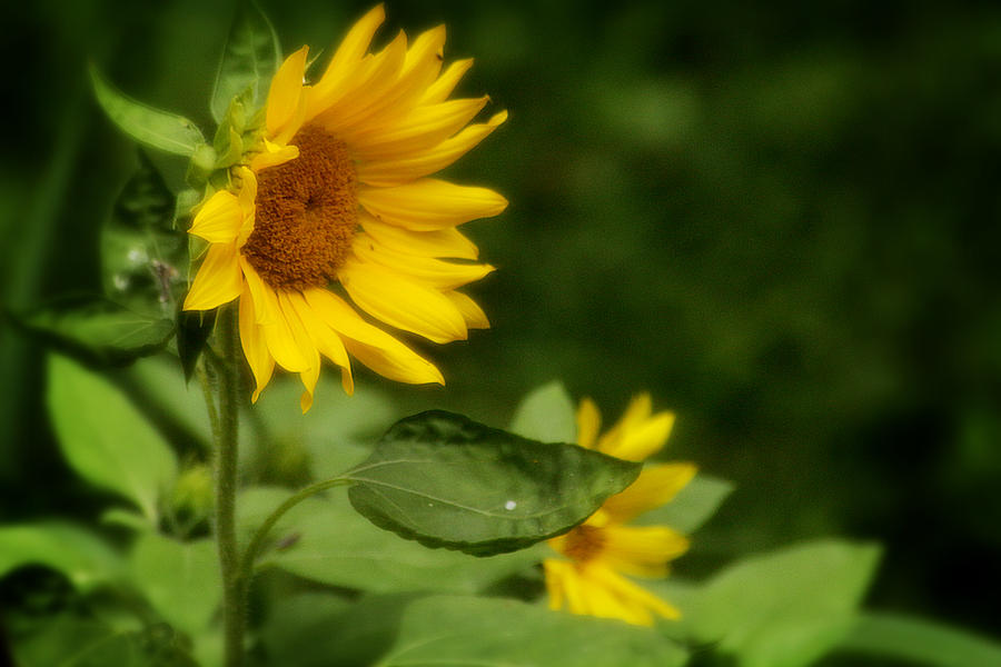 Summer Sunflower 2 Photograph by Scott Hovind