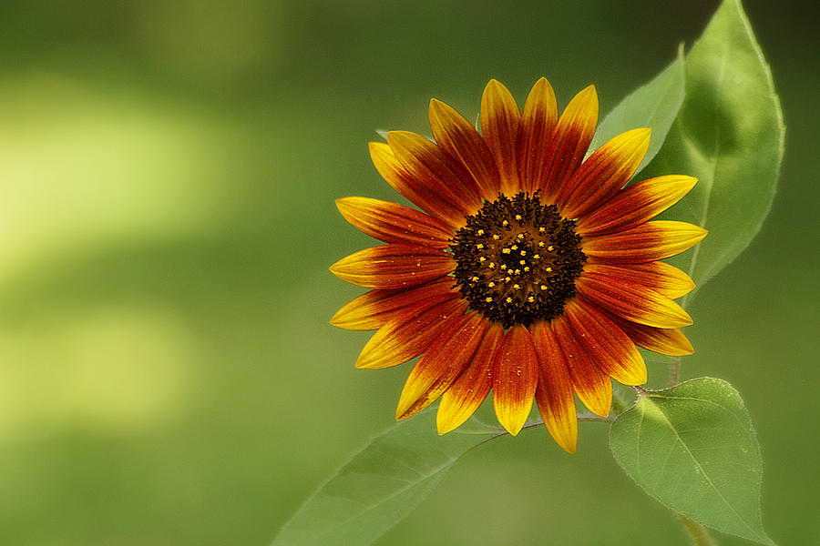 Summer Sunflower 3 Photograph by Scott Hovind