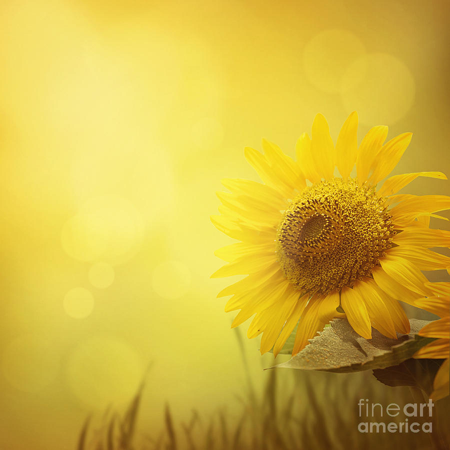Abstract Mixed Media - Summer sunflower background by Mythja Photography