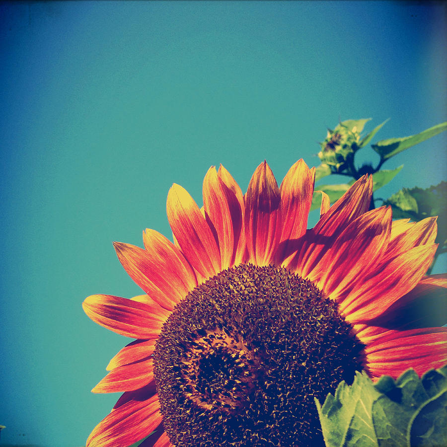 Summer Photograph - Summer Sunflower by Olivia StClaire