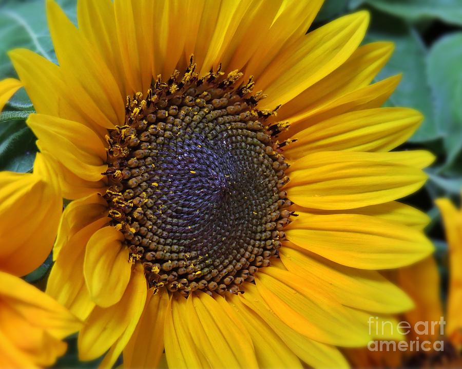 Summer Sunflower Photograph by Scott Cameron