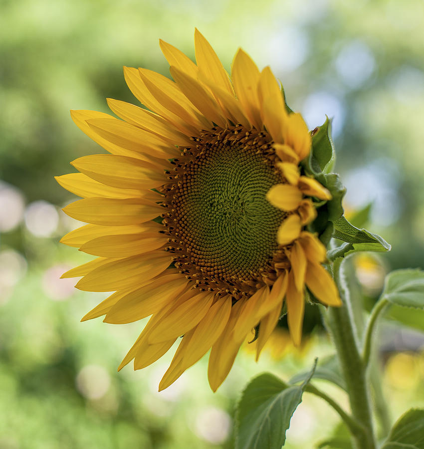 Summer Sunflower Photograph by Terry DeLuco