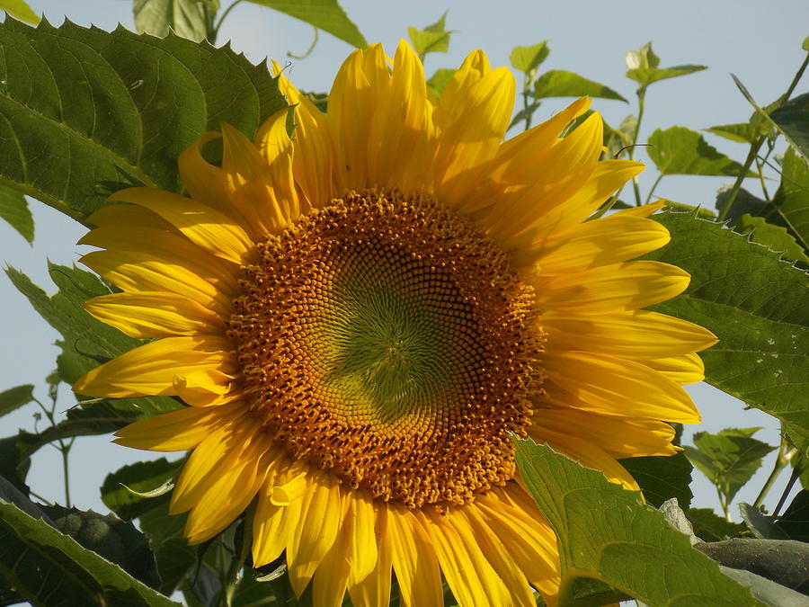 Summer Sunflower Photograph by Virginia White