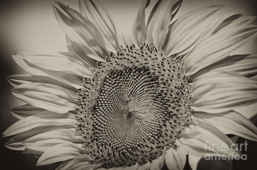 Sunflower Photograph - Summer Sunflower by Wilma  Birdwell
