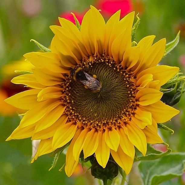 Nature Photograph - Summer Sunflower With by Neil Andrews