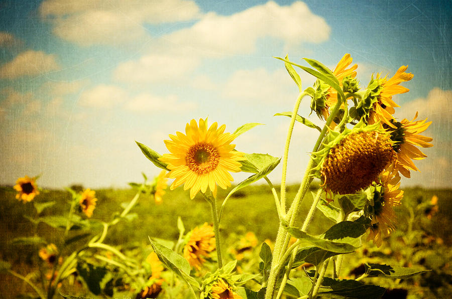 Nature Photograph - Summer Sunflowers by Olivia StClaire
