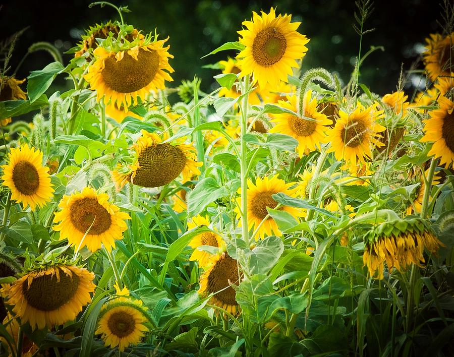 Summer Sunflowers Photograph by Virginia Folkman