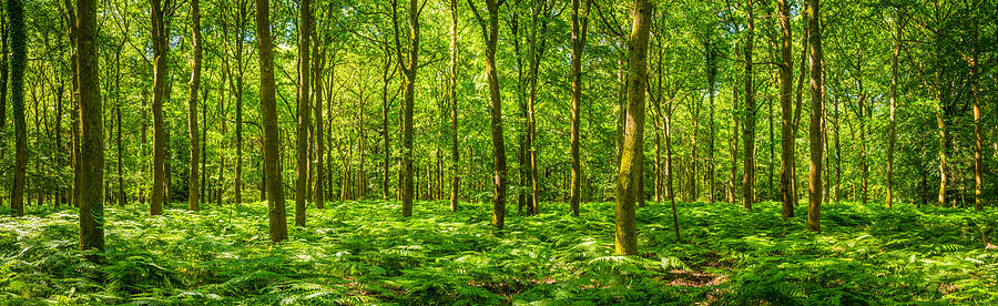 Summer sunlight warming green forest fern foliage idyllic clearing panorama Photograph by fotoVoyager