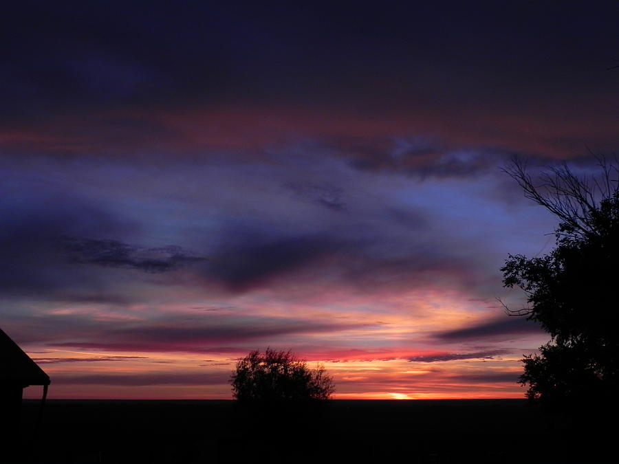 Tree Photograph - Summer Sunrise In Colorado by Adrienne Petterson
