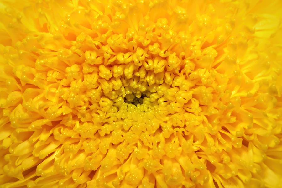 Summer Sunshine Flower Photograph by Tracie Schiebel