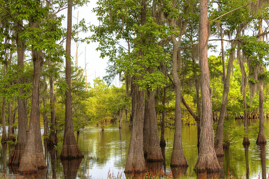 Summer Swamp Photograph by Ester McGuire