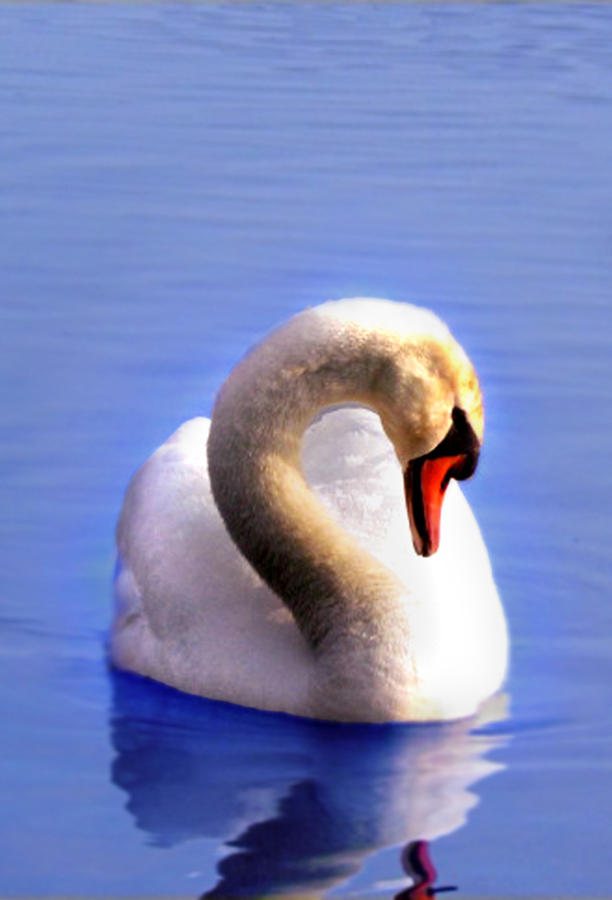 Summer Swan Photograph