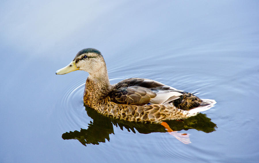 Duck Photograph - Summer swim by John Stuart Webbstock