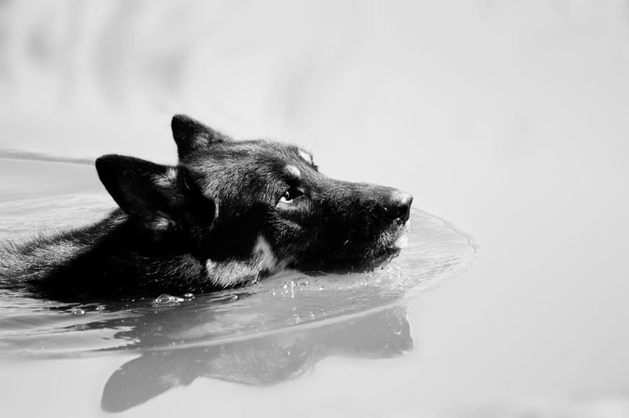 Dog Photograph - Summer Swim by Melanie Lankford Photography