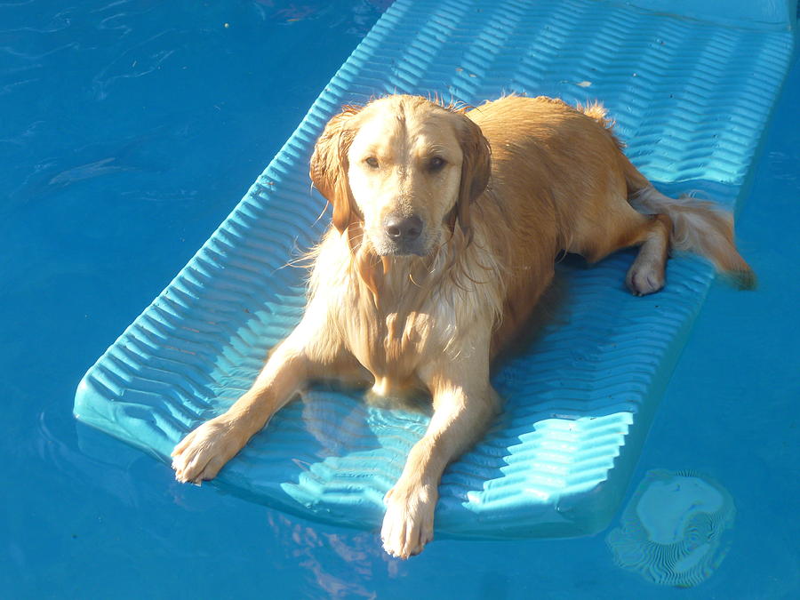 Dog Photograph - Summer Swim by Montana Wilson