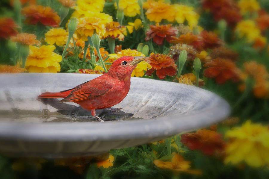Summer Photograph - Summer Tanager and Marigolds by Bonnie Barry