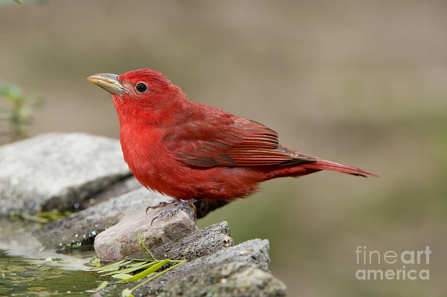 Summer Tanager Photograph by Anthony Mercieca