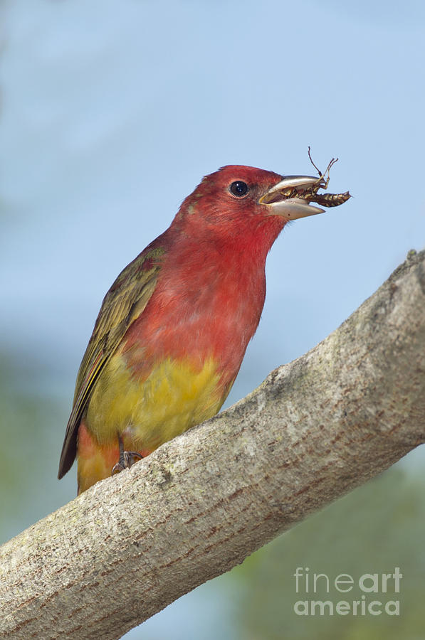 Summer Tanager Eating Wasp Photograph by Anthony Mercieca