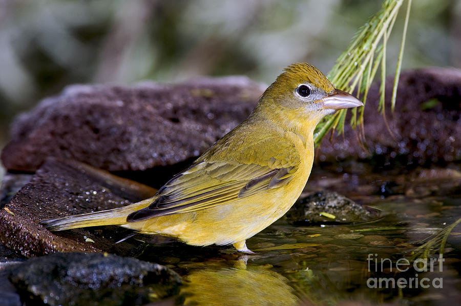 Summer Tanager Female In Water Photograph by Anthony Mercieca