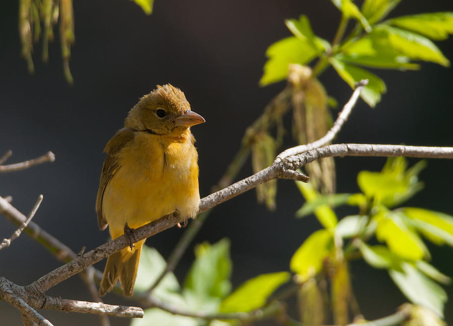 Summer Tanager Photograph by Gerald DeBoer
