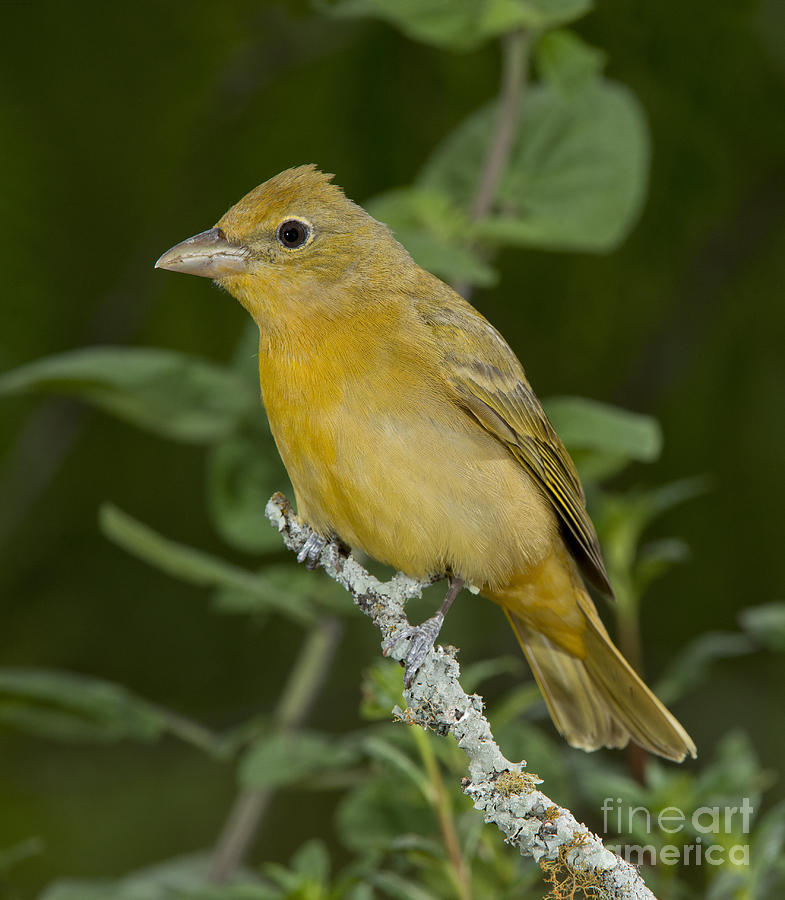 Summer Tanager Hen Photograph by Anthony Mercieca Summer Tanager Hen Photograph by Anthony Mercieca