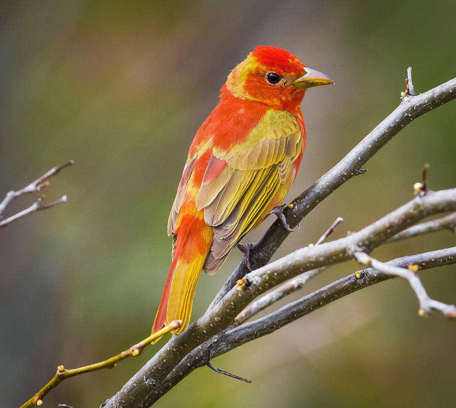 Summer Tanager Immature Male Photograph by Ricky L Jones - Pixels