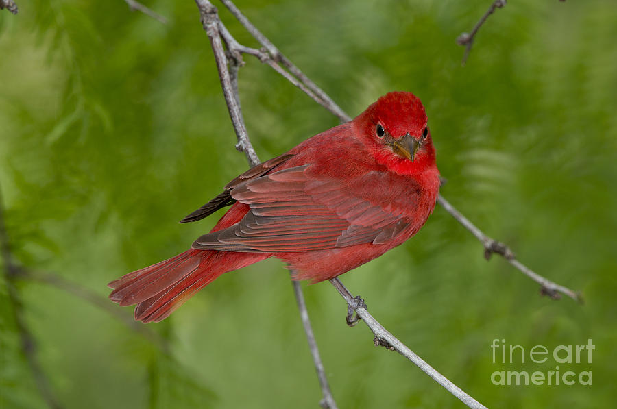 Summer Tanager Male Photograph by Anthony Mercieca