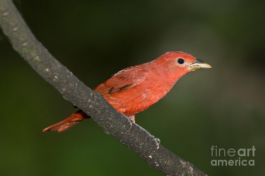 Summer Tanager Male Perched-ecuador Photograph by Anthony Mercieca