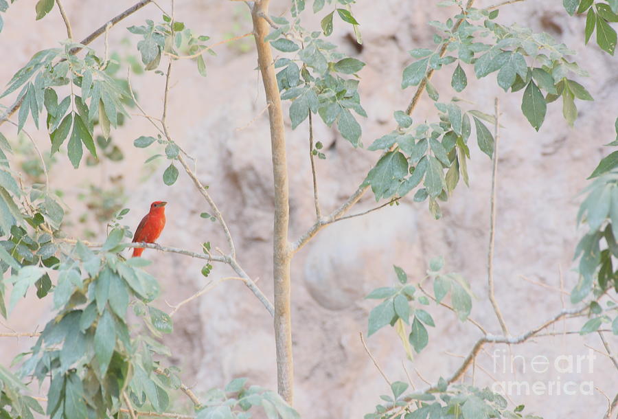 Nature Photograph - Summer Tanager by Ruth Jolly