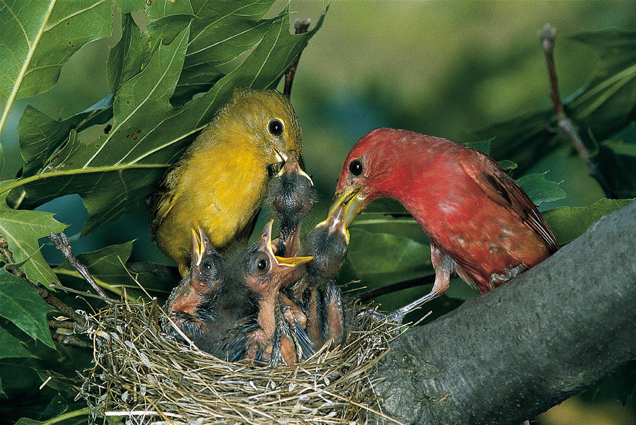 Summer Tanagers Photograph by G Ronald Austing