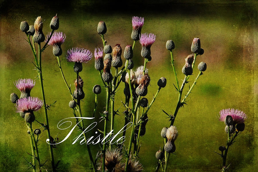 Summer Thistles 2 Photograph by HH Photography of Florida