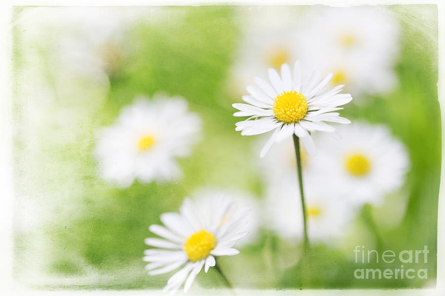 Daisy Photograph - Summer Time Daisies by Natalie Kinnear