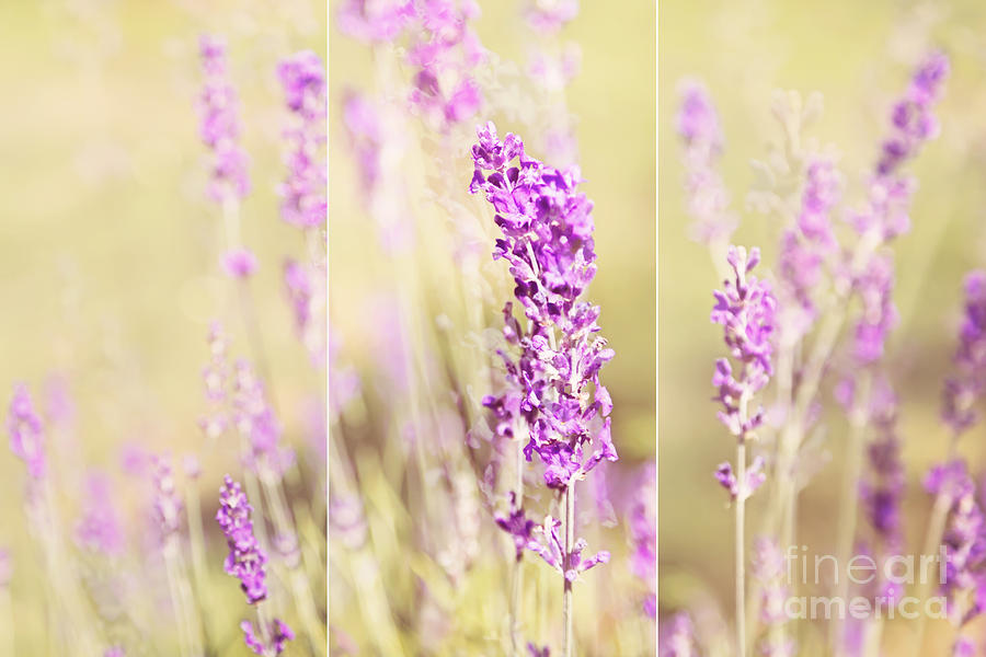 Flower Photograph - Summer Time Flowers Peaceful Moments by Natalie Kinnear