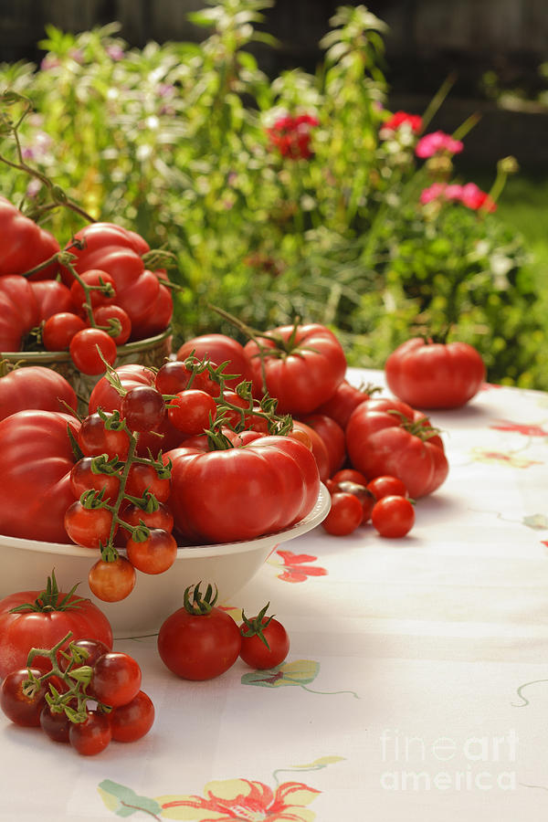 Summer Tomatoes Photograph by Wild Sage Studio Karen Powers