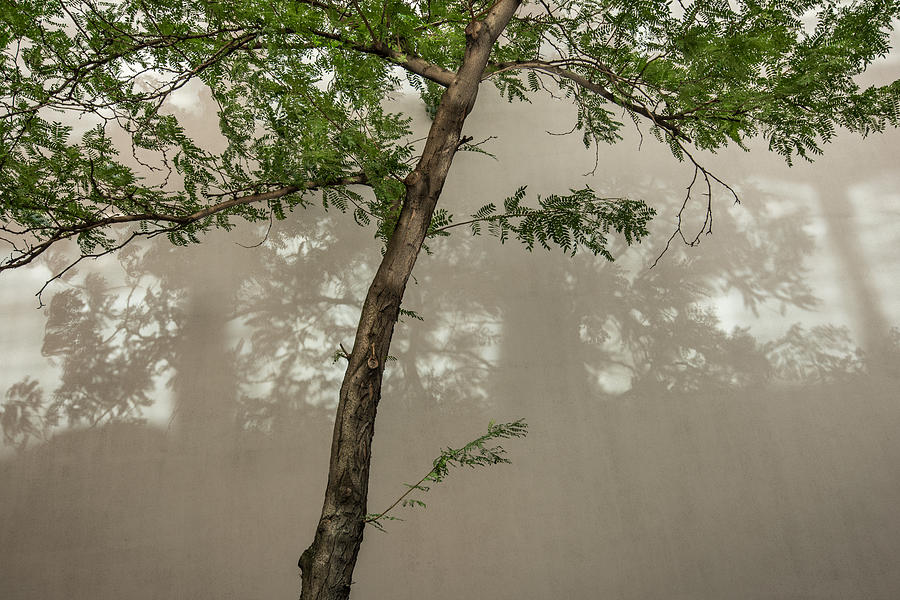 Summer Tree Photograph by Glenn DiPaola