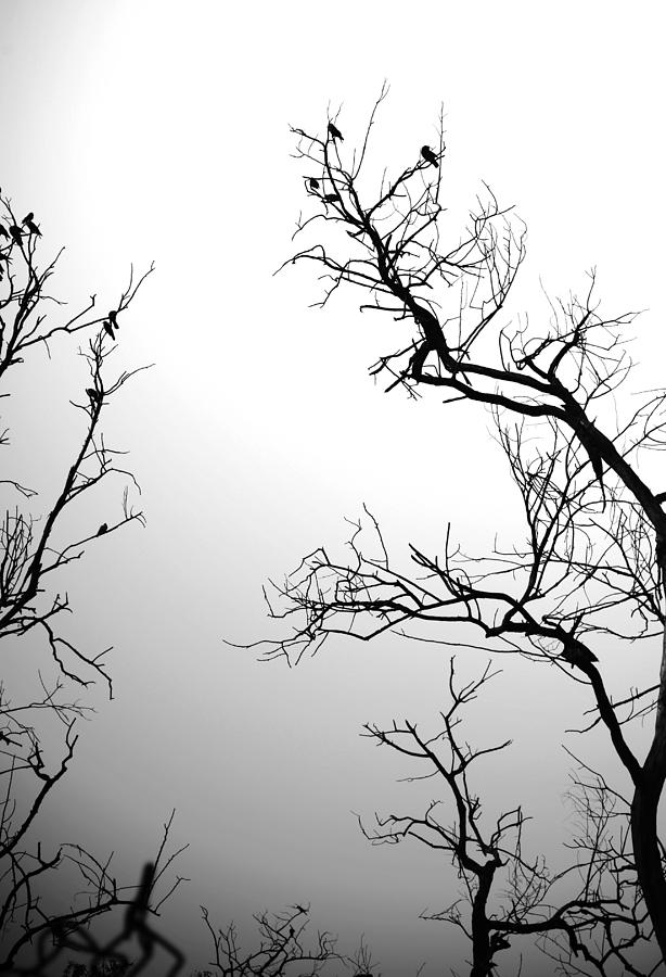 Summer trees 1 Photograph by Sumit Mehndiratta