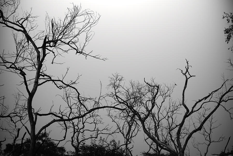 Summer trees 2 Photograph by Sumit Mehndiratta