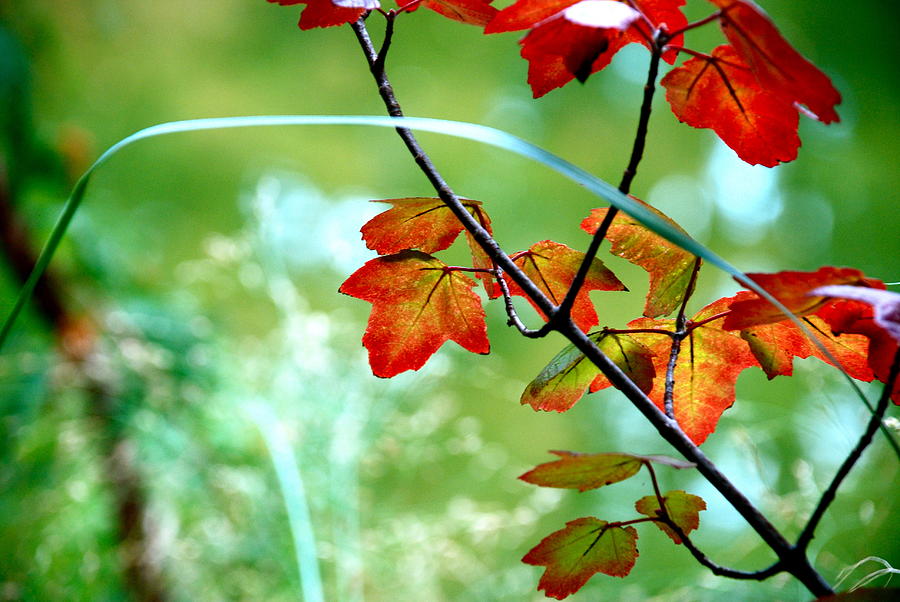 Summer Turning To Fall Photograph