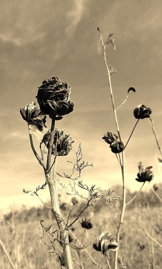 Summer Turns to Fall sepia Photograph by Elizabeth Sullivan