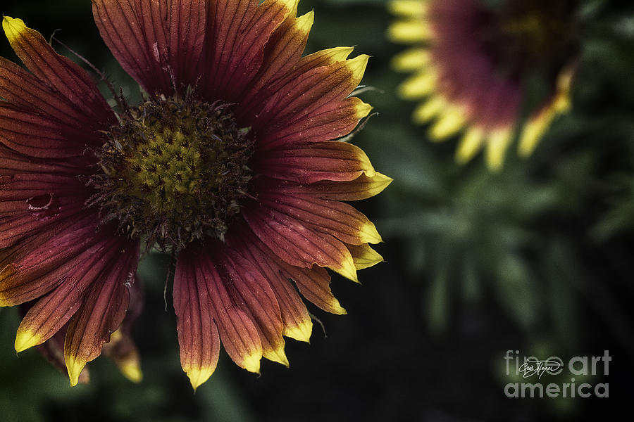 Summer Photograph - Summer Warmth by Cris Hayes