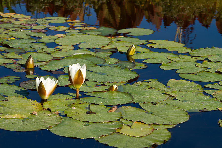 Summer Water Lilies Photograph by Lindley Johnson