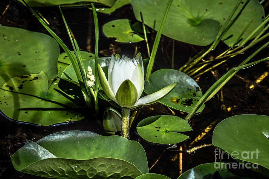 Summer Water Lily 2 Digital Art by Susan Cole Kelly Impressions