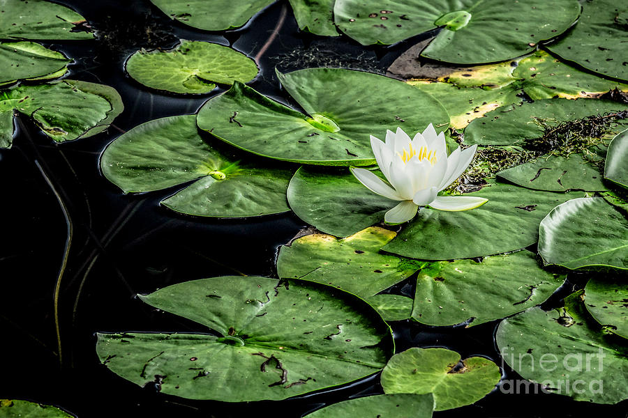 Summer Water Lily 3 Digital Art by Susan Cole Kelly Impressions