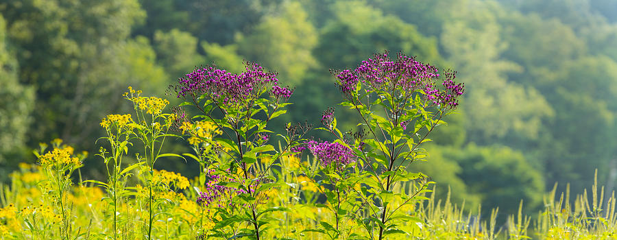 Cuyahoga Valley National Park Photograph - Summer Weeds, Cuyahoga Valley National by Panoramic Images