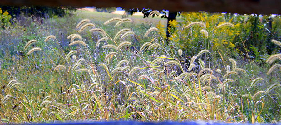 Summer Photograph - Summer wheat by Debra Kaye McKrill