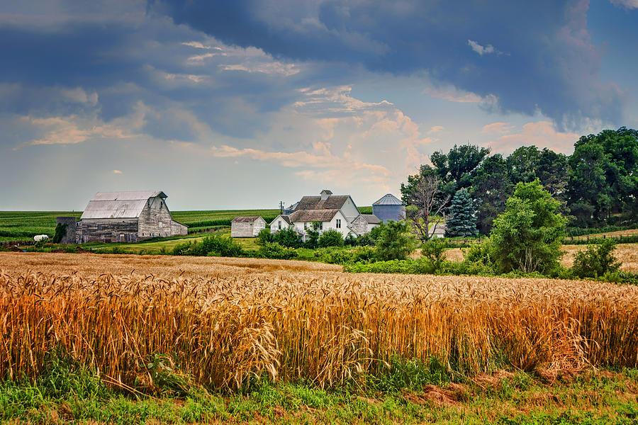 Summer Wheat - Nebraska Farm Photograph by Nikolyn McDonald