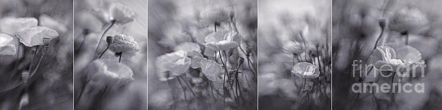 Summer Whispers Collage Photograph by Priska Wettstein